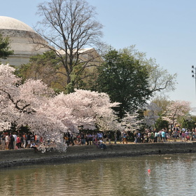 Cherry Tree Blossom 2014.04